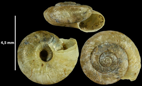 Montserratina bofilliana