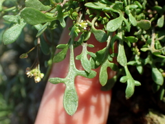 Hornungia procumbens