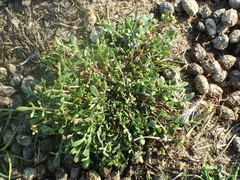 Hornungia procumbens