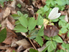 Isopyrum thalictroides