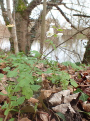 Isopyrum thalictroides