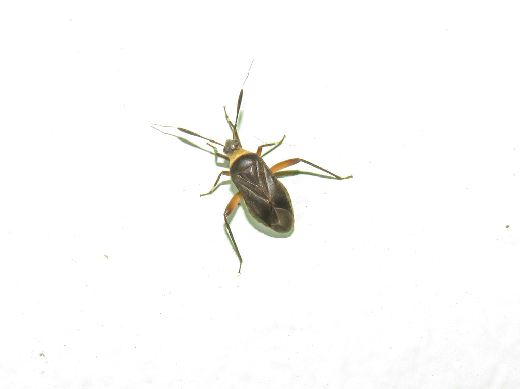Notholopus cuiabanus