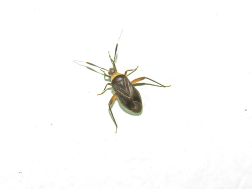 Notholopus cuiabanus