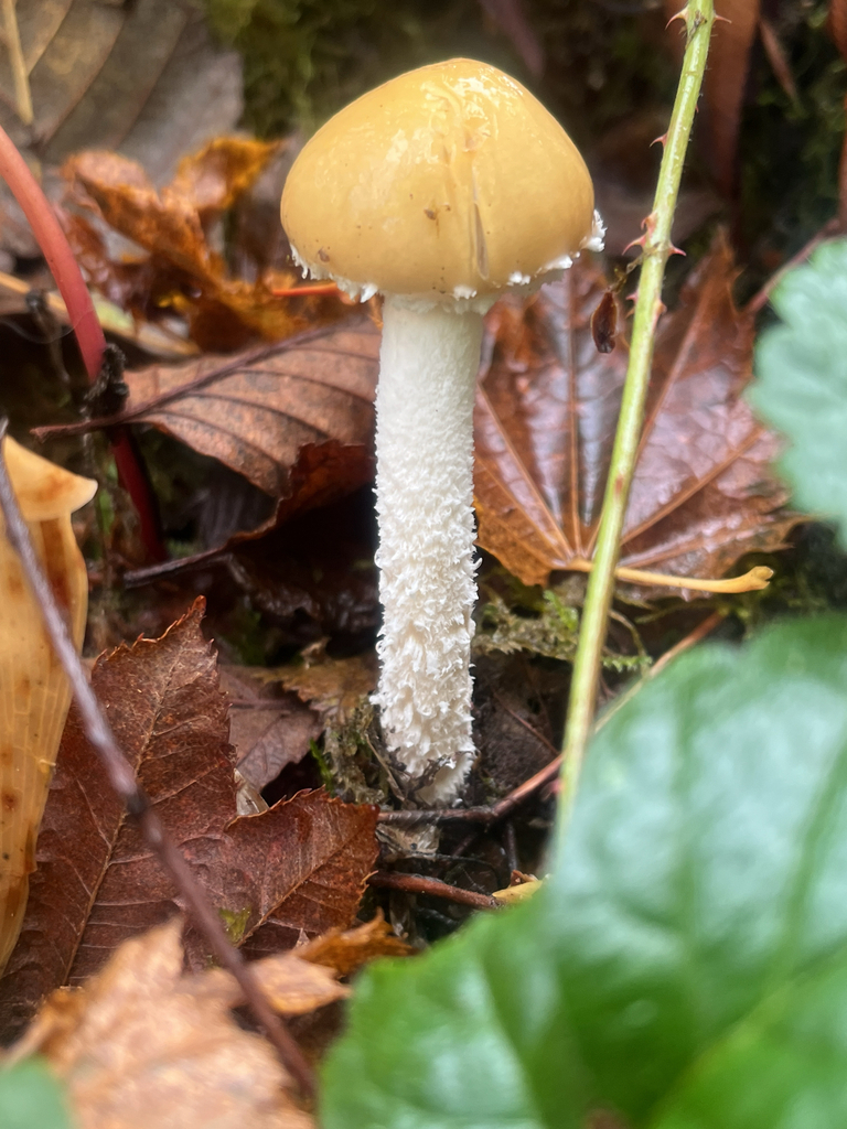 Stropharia ambigua · October 2025 · photo: © lynn112 (iNaturalist, cc-by)