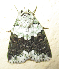 Blenina squamifera