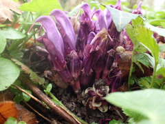 Lathraea clandestina