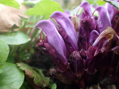 Lathraea clandestina