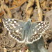 Heliopetes americanus americanus - Photo (c) rick-uhlen, some rights reserved (CC BY-NC), uploaded by rick-uhlen