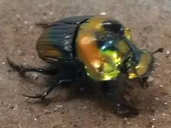 Sulcophanaeus imperator