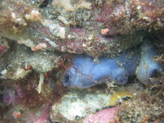 Asterocarpa coerulea