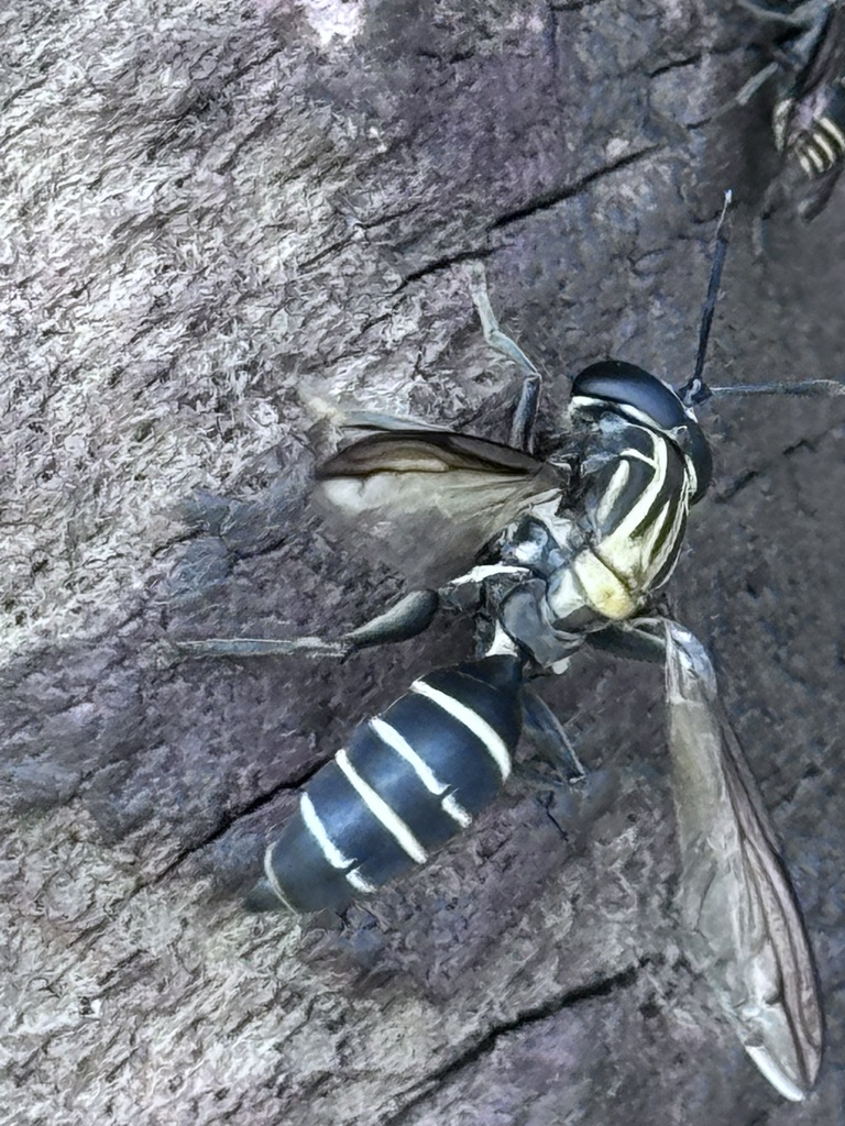 Sphiximorpha roederii