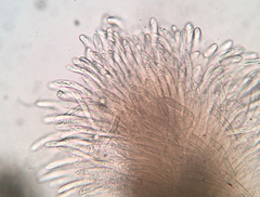 Coccomyces strobi