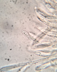 Coccomyces strobi