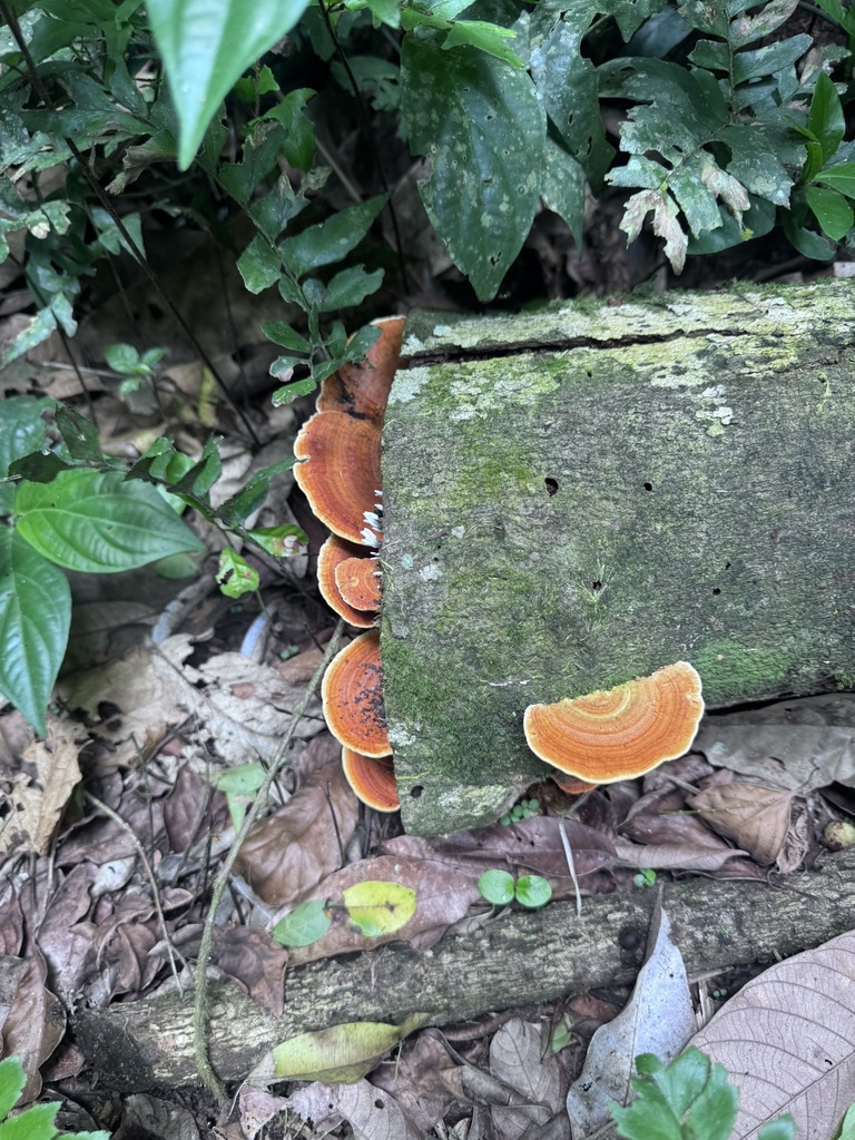 Rigidoporus microporus · November 2025 · photo: © awsalas (iNaturalist, cc-by)