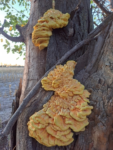chicken of the woods