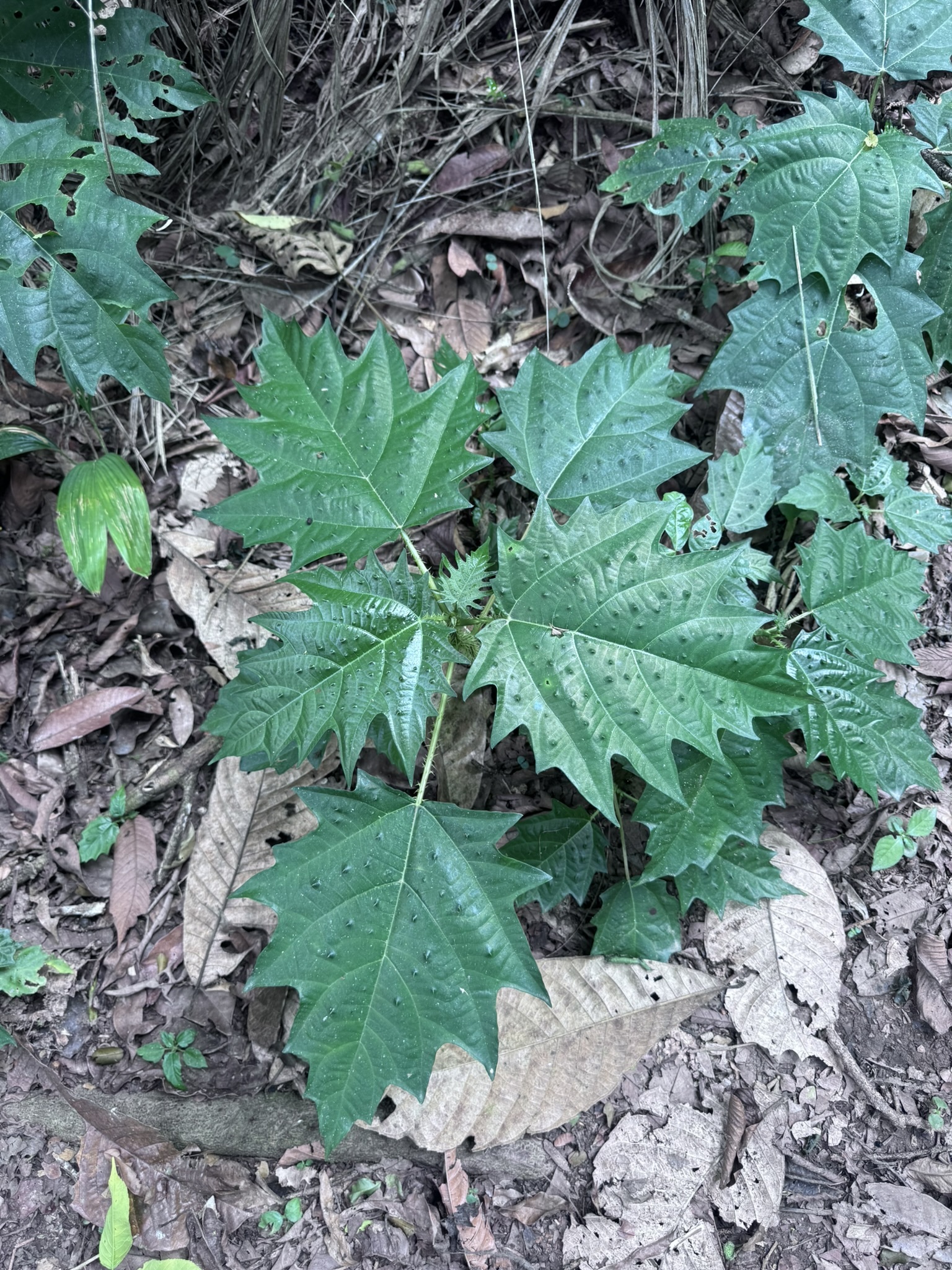 Urera laciniata