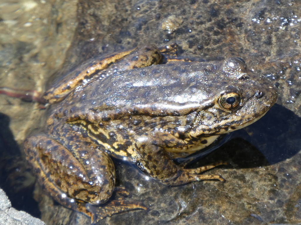 Sierra Nevada Yellow legged Frog Eldorado National Forest Amphibians sierra-nevada-yellow-legged-frog-eldorado-national-forest-amphibians