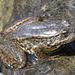Sierra Nevada Yellow-legged Frog - Photo (c) Tracy Lawrence, some rights reserved (CC BY-NC), uploaded by Tracy Lawrence
