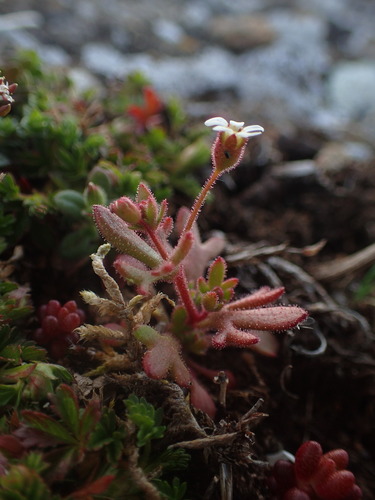 Rue-leaved Saxifrage