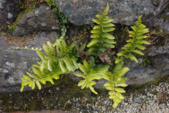 Asplenium lyallii