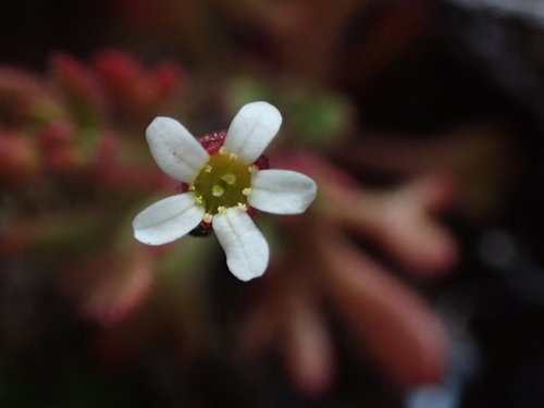 Rue-leaved Saxifrage