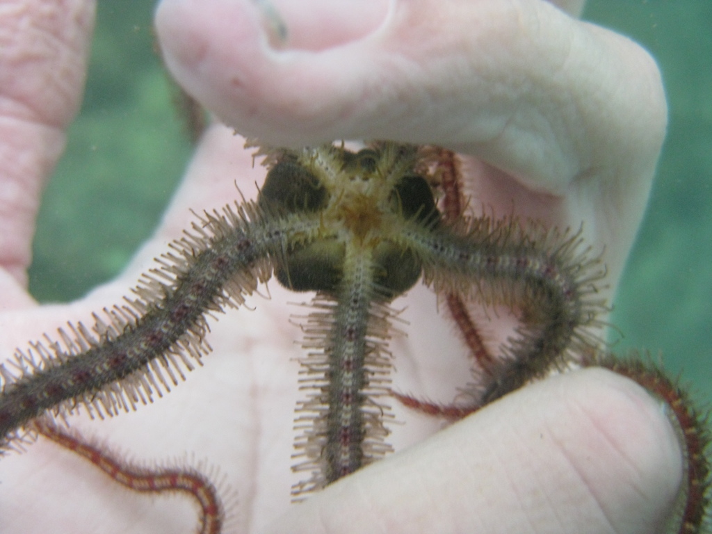 Macrophiothrix oliveri