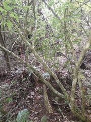 Pseudopanax gilliesii