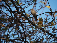 Phoenicurus ochruros