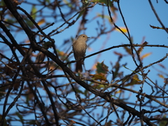 Phoenicurus ochruros