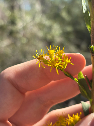 Solidago virgata, photograph 3