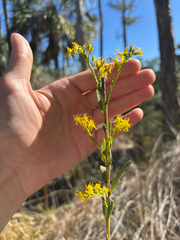 Solidago virgata, photograph Tyler Radtke, CC0, iNaturalist via GBIF