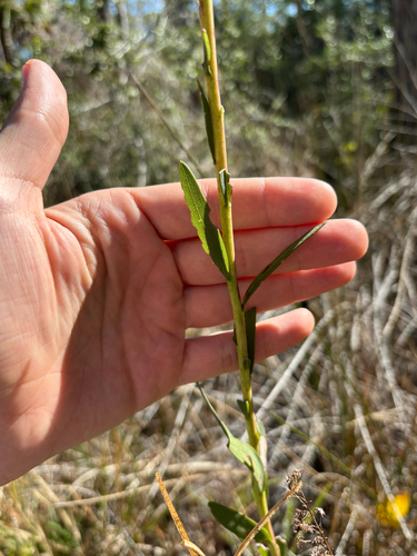 Solidago virgata, photograph 5