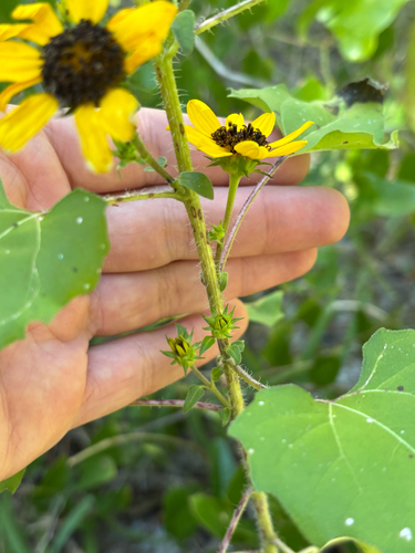 Helianthus debilis