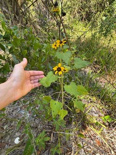Helianthus debilis