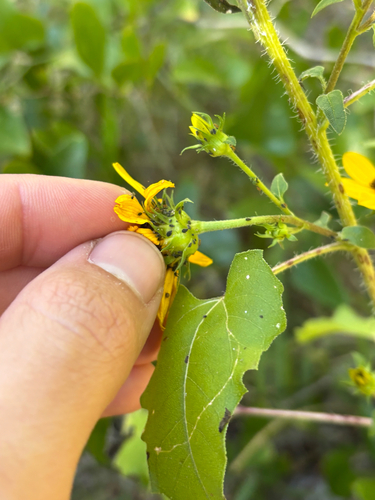 Helianthus debilis