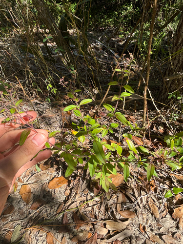 Trichostema fruticosum, photograph 6