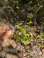 Trichostema fruticosum, photograph author not stated, no rights reserved