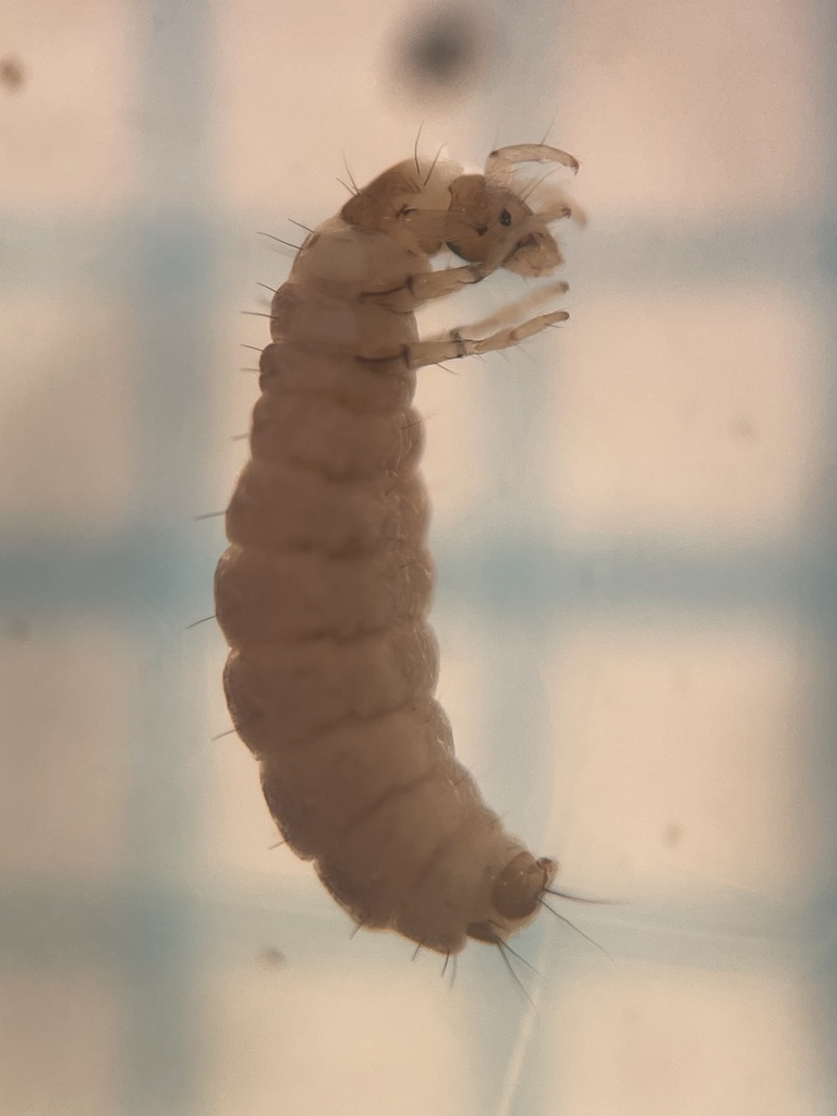 Padunia jeanae