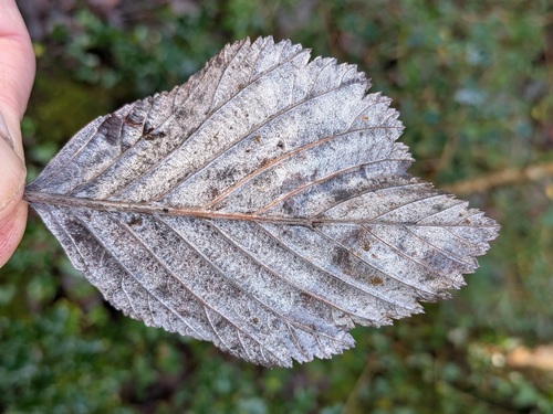 Irish Whitebeam (Aria hibernica)