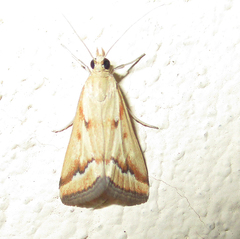 Achyra coelatalis