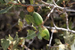 Quercus john-tuckeri