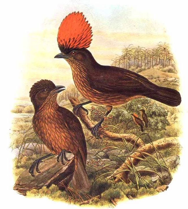 Streaked Bowerbird illustration