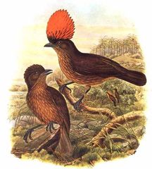 Streaked Bowerbird photo 1