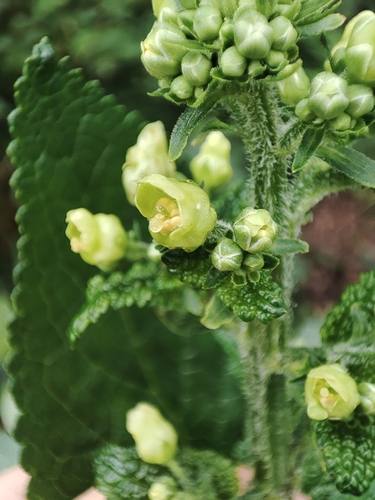 Scrophularia smithii, photograph 5