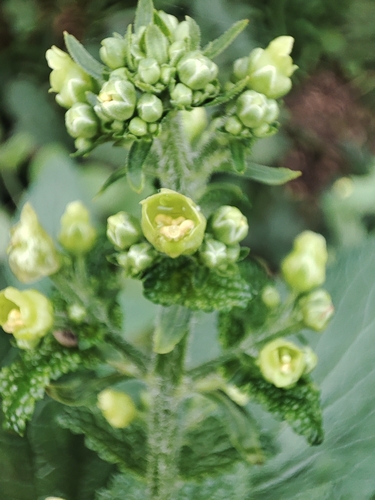 Scrophularia smithii, photograph 6