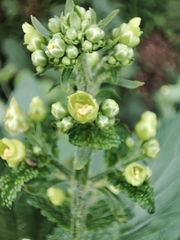 Scrophularia smithii, photograph (c) Ana Garcia, some rights reserved (CC BY)