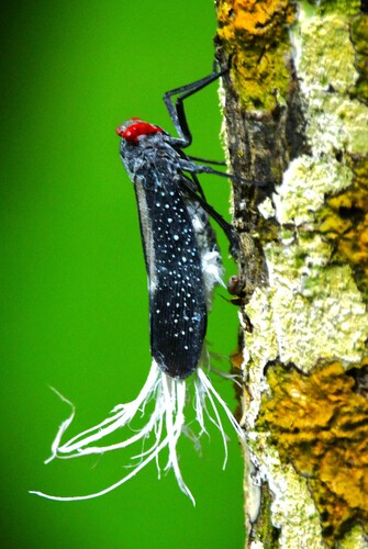 Lystra lanata (Linnaeus, 1758)