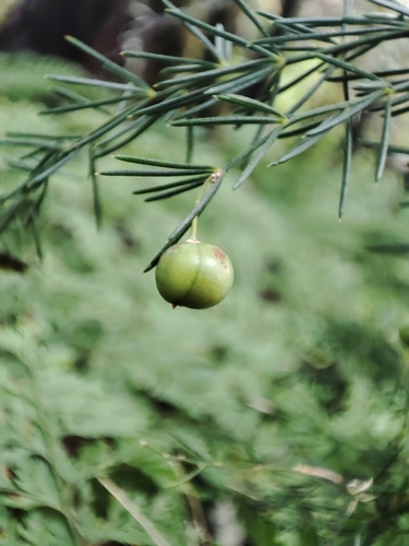Asparagus umbellatus, photograph 2