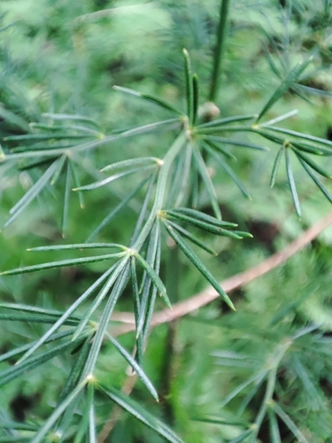 Asparagus umbellatus, photograph 3