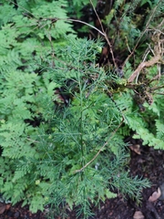 Asparagus umbellatus, photograph (c) Ana Garcia, some rights reserved (CC BY)